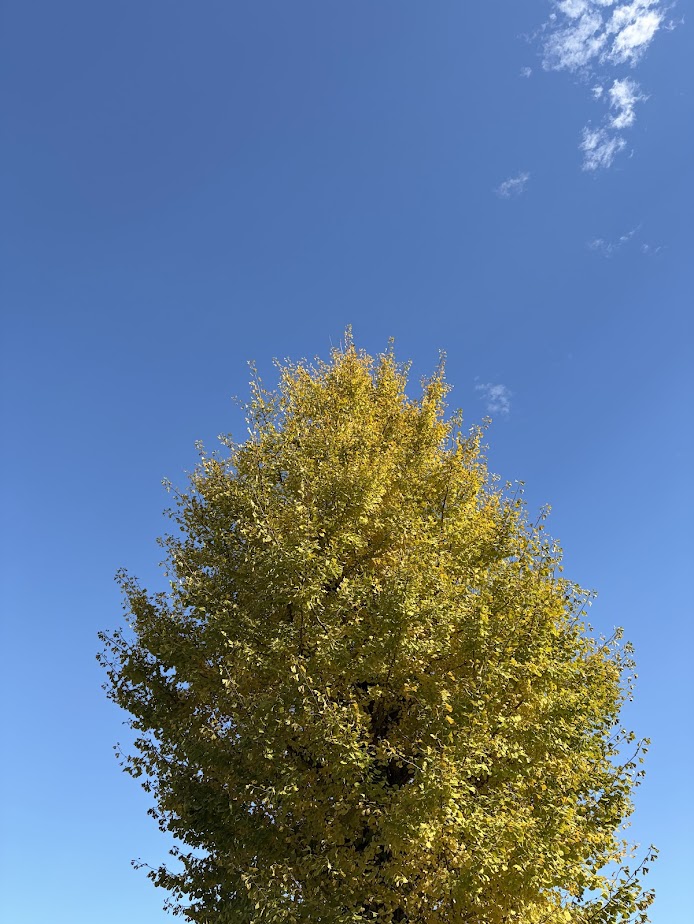 秋の銀杏と子どもの頃の思い出
A Little Memory of Ginkgo in&nbsp;Japan