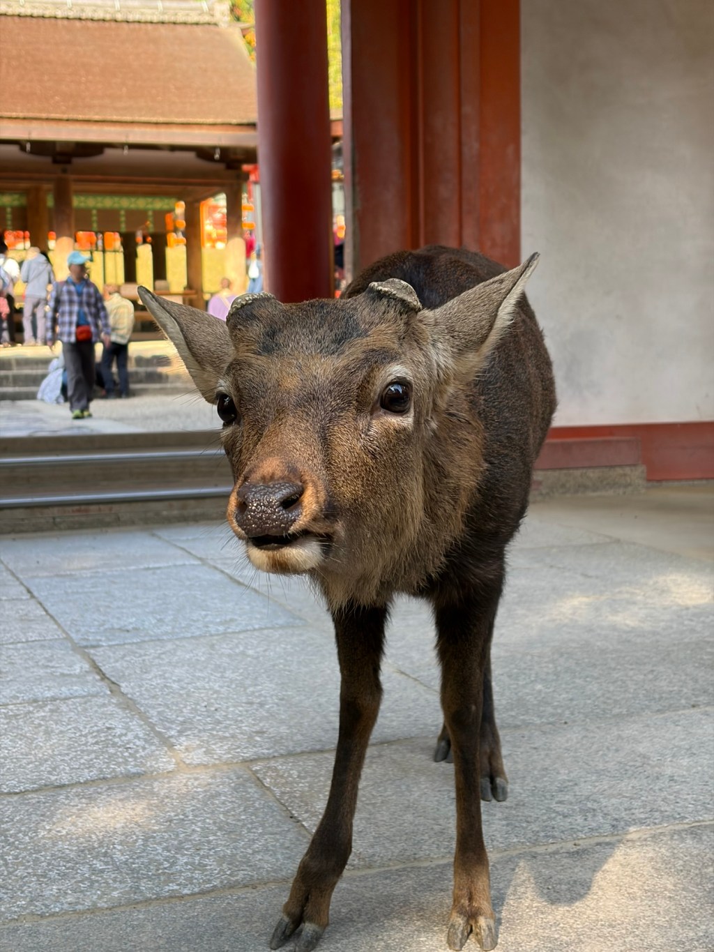 ✨奈良春日大社を歩く
