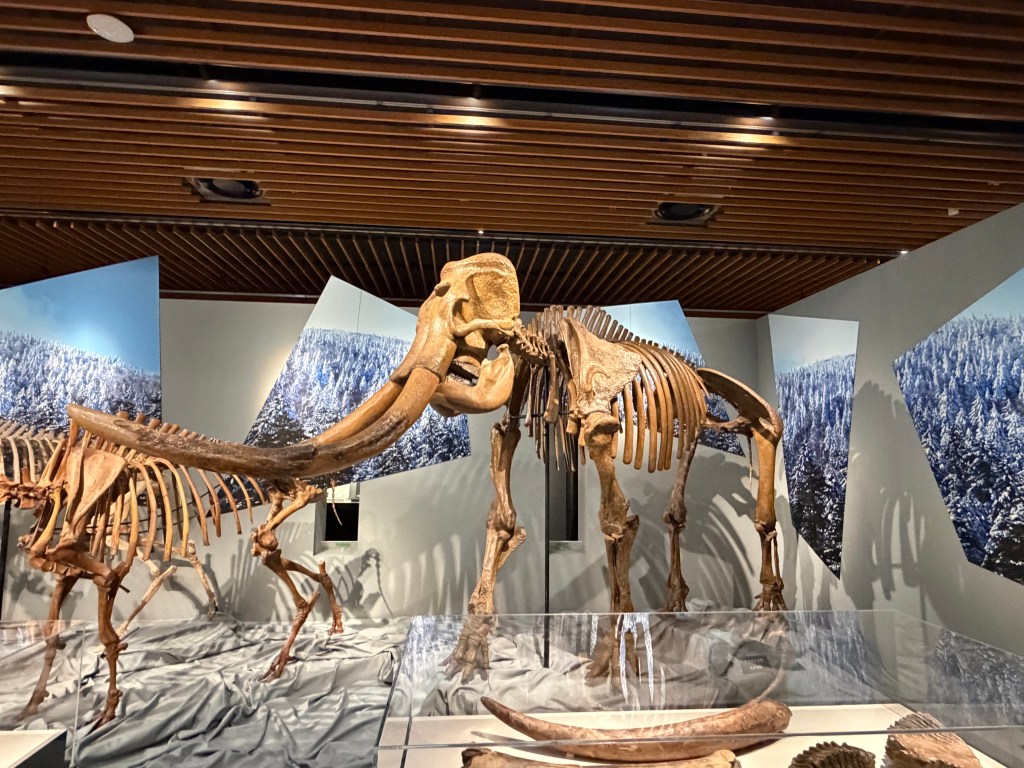 氷河期展のマンモスの骨格